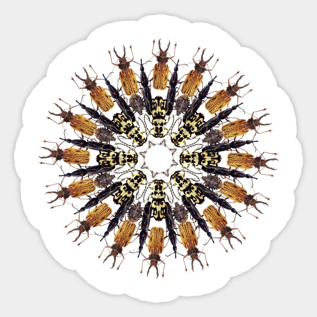 Brown bugs mandala Sticker by burenkaUA